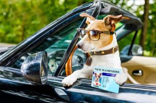 Dog license renewal time through April 30. 